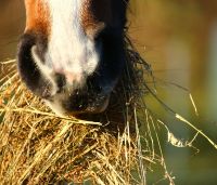 Hay Racks for Horses
